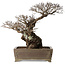 Ulmus parvifolia Nire, 42 cm, ± 40 jaar oud, met een nebari van 14 cm, in een handgemaakte Japanse pot
