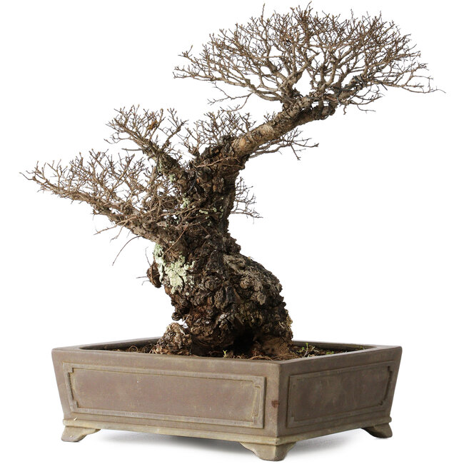 Ulmus parvifolia Nire, 42 cm, ± 40 años, con un nebari de 14 cm, en una maceta japonesa hecha a mano