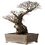 Ulmus parvifolia Nire, 42 cm, ± 40 anni, con un nebari di 14 cm, in un vaso giapponese fatto a mano