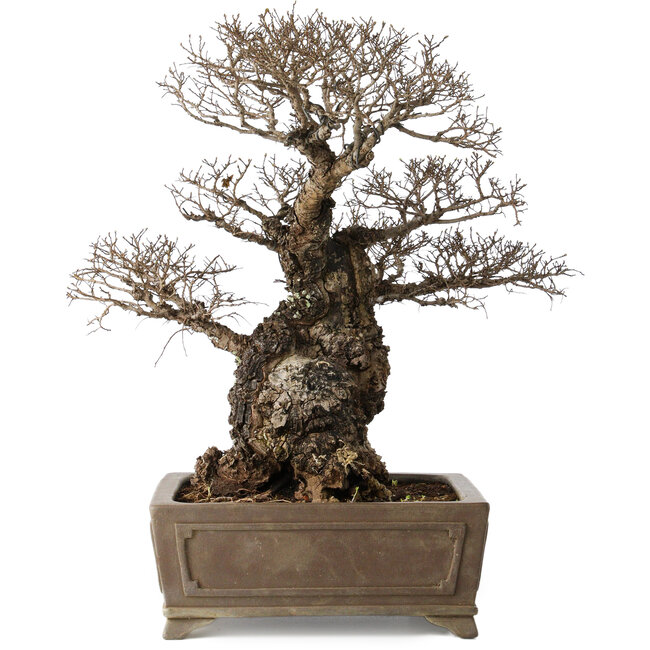 Ulmus parvifolia Nire, 42 cm, ± 40 Jahre alt, mit einem Nebari von 14 cm, in einem handgefertigten japanischen Topf