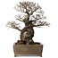 Ulmus parvifolia Nire, 42 cm, ± 40 jaar oud, met een nebari van 14 cm, in een handgemaakte Japanse pot