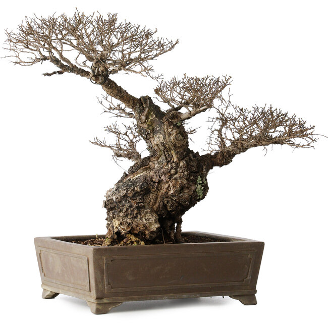 Ulmus parvifolia Nire, 42 cm, ± 40 ans, avec un nebari de 14 cm, dans un pot japonais fait main