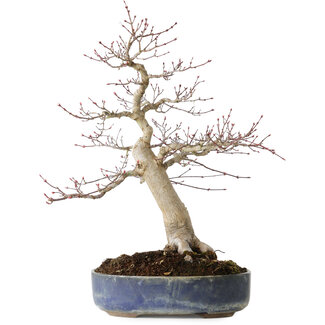 Acer palmatum Seigen, 50 cm, ± 30 años