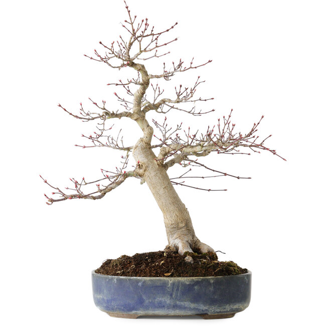 Acer palmatum Seigen, 50 cm, ± 30 años, con un nebari de 15 cm