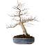 Acer palmatum Seigen, 50 cm, ± 30 años, con un nebari de 15 cm