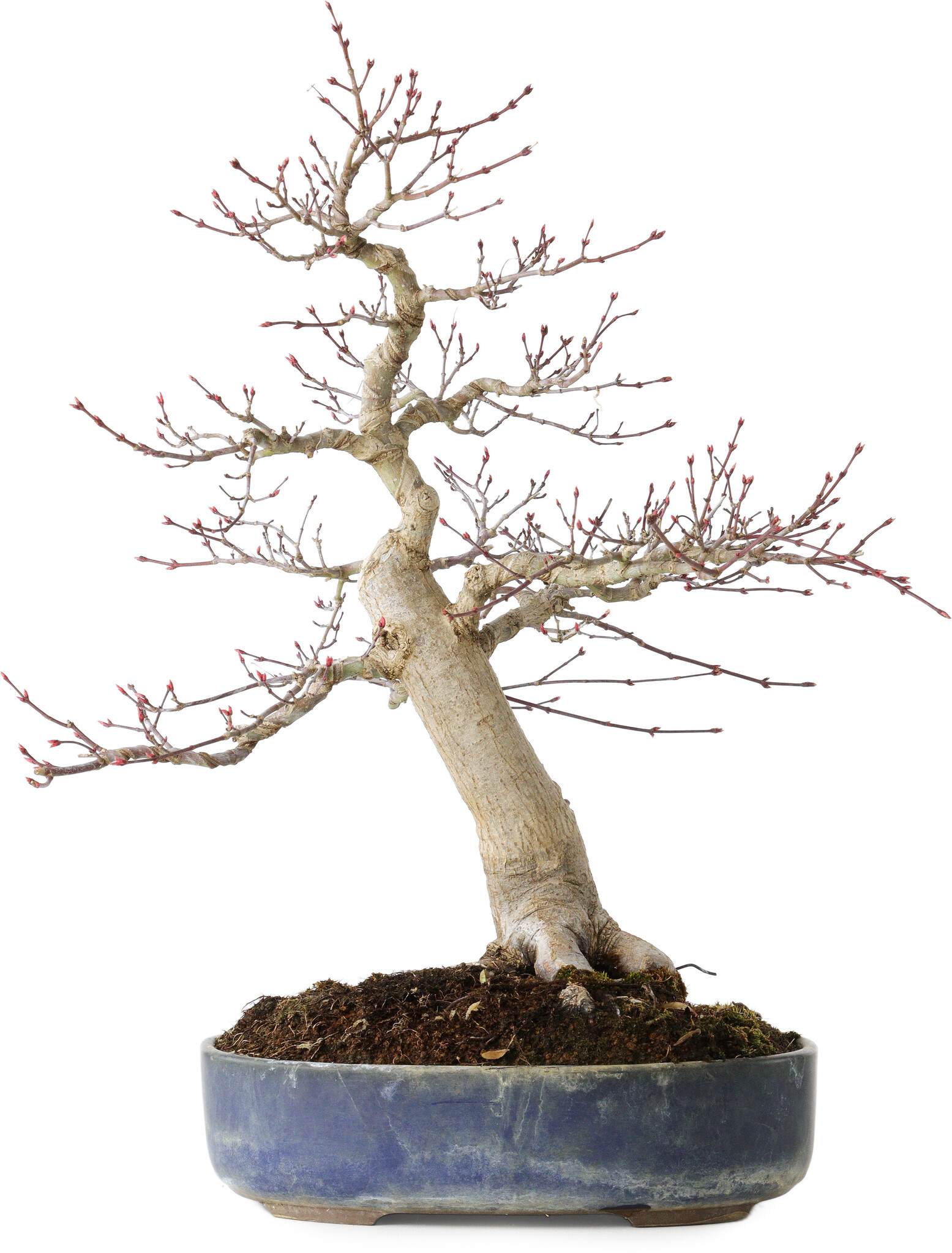 Acer palmatum, 50 cm,  30 years old, with a nebari of 15 cm - Bonsai Plaza