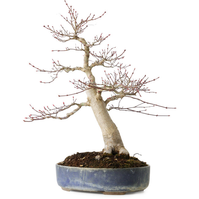 Acer palmatum Seigen, 50 cm, ± 30 Jahre alt, mit einem Nebari von 15 cm