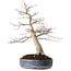 Acer palmatum Seigen, 50 cm, ± 30 anni, con un nebari di 15 cm