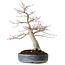 Acer palmatum Seigen, 50 cm, ± 30 años, con un nebari de 15 cm