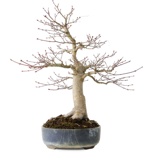 Acer palmatum Seigen, 50 cm, ± 30 jaar oud, met een nebari van 15 cm