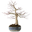 Acer palmatum Seigen, 50 cm, ± 30 Jahre alt, mit einem Nebari von 15 cm