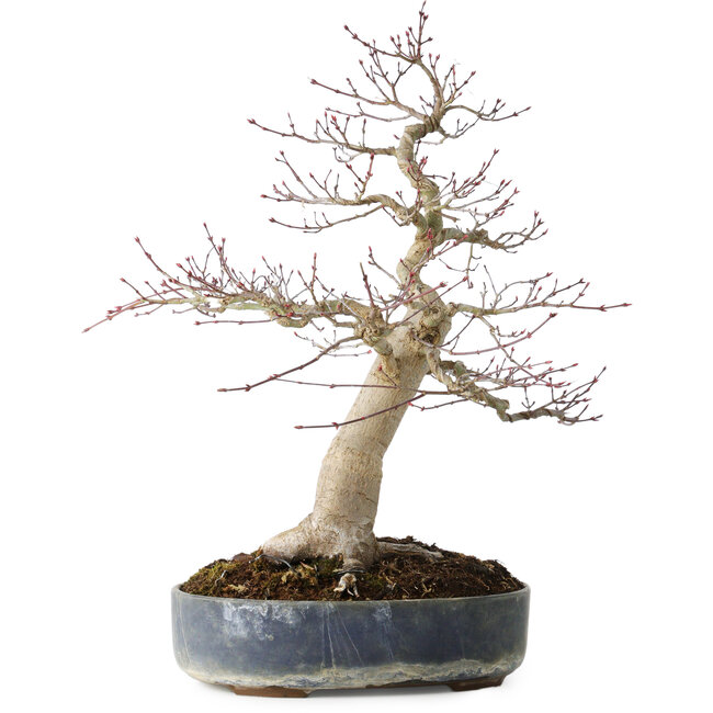 Acer palmatum Seigen, 50 cm, ± 30 jaar oud, met een nebari van 15 cm