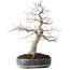 Acer palmatum Seigen, 50 cm, ± 30 Jahre alt, mit einem Nebari von 15 cm