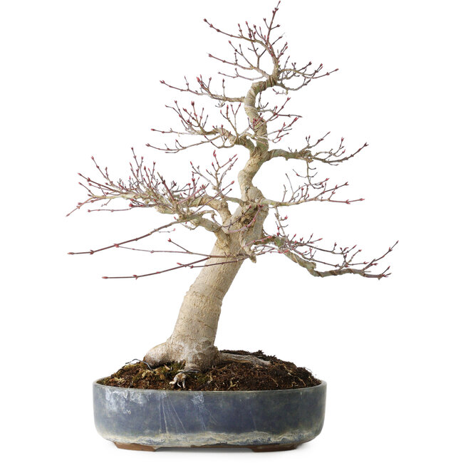 Acer palmatum Seigen, 50 cm, ± 30 years old, with a nebari of 15 cm