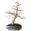 Acer palmatum Seigen, 50 cm, ± 30 años, con un nebari de 15 cm