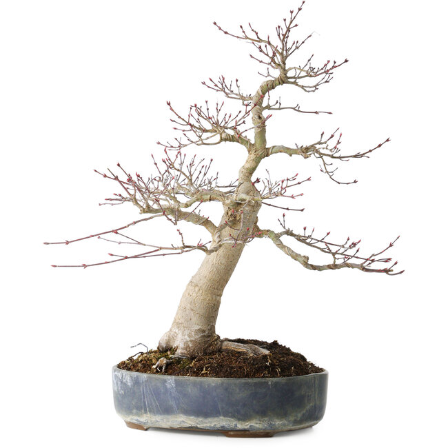 Acer palmatum Seigen, 50 cm, ± 30 years old, with a nebari of 15 cm