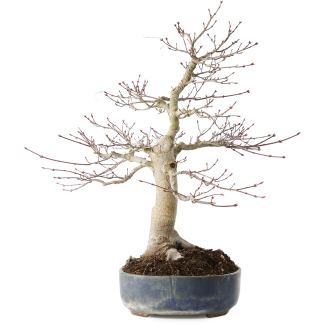Acer palmatum Seigen, 50 cm, ± 30 anni, con un nebari di 15 cm