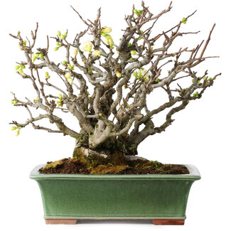 Eime Yozan Chaenomeles speciosa Boké, 34 cm, ± 30 ans