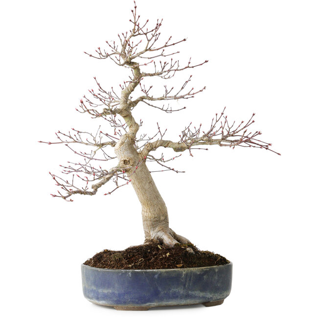 Acer palmatum Seigen, 50 cm, ± 30 anni, con un nebari di 15 cm