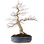 Acer palmatum Seigen, 50 cm, ± 30 Jahre alt, mit einem Nebari von 15 cm
