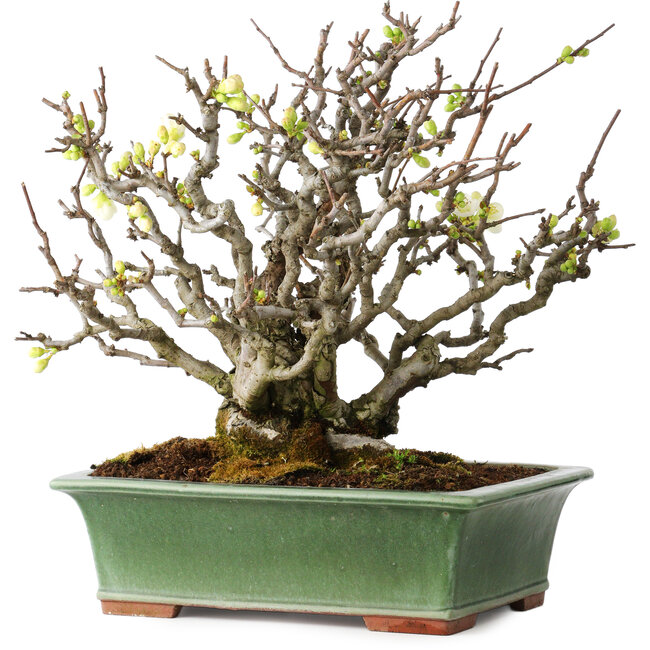 Chaenomeles speciosa Boké, 34 cm, ± 30 years old, with completely white flowers and a nebari of 11 cm, in a handmade Japanese pot by Eime Yozan
