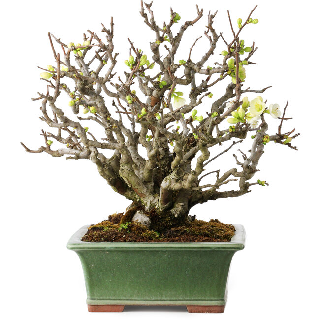 Chaenomeles speciosa Boké, 34 cm, ± 30 anni, con fiori completamente bianchi e un nebari di 11 cm, in un vaso giapponese fatto a mano da Eime Yozan