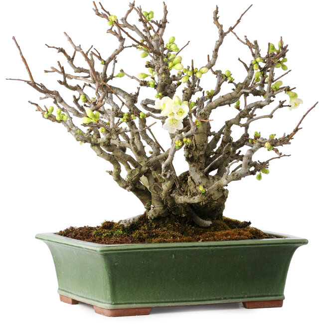 Chaenomeles speciosa Boké, 34 cm, ± 30 anni, con fiori completamente bianchi e un nebari di 11 cm, in un vaso giapponese fatto a mano da Eime Yozan