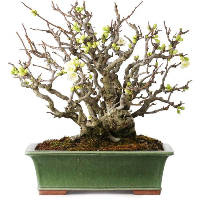 Chaenomeles speciosa Boké, 34 cm, ± 30 anni, con fiori completamente bianchi e un nebari di 11 cm, in un vaso giapponese fatto a mano da Eime Yozan