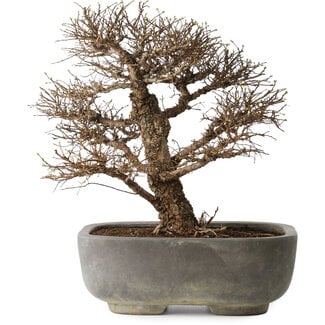 Ulmus parvifolia, 32 cm, ± 20 jaar oud