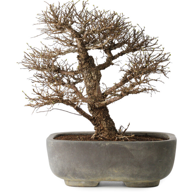 Ulmus parvifolia, 32 cm, ± 20 jaar oud, in handgemaakte Japanse pot, met een nebari van 7 cm, in handgemaakte Japanse pot