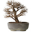 Ulmus parvifolia, 32 cm, ± 20 jaar oud, in handgemaakte Japanse pot, met een nebari van 7 cm, in handgemaakte Japanse pot