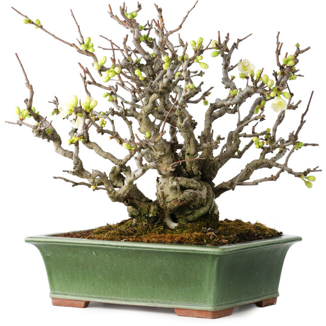 Chaenomeles speciosa Boké, 34 cm, ± 30 Jahre alt, mit komplett weißen Blüten und einem Nebari von 11 cm, in einem handgefertigten japanischen Topf von Eime Yozan