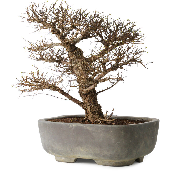Ulmus parvifolia, 32 cm, ± 20 years old, in a handmade Japanese pot, with a nebari of 7 cm, in a handmade Japanese pot