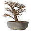 Ulmus parvifolia, 32 cm, ± 20 years old, in a handmade Japanese pot, with a nebari of 7 cm, in a handmade Japanese pot