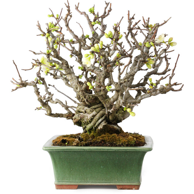 Chaenomeles speciosa Boké, 34 cm, ± 30 anni, con fiori completamente bianchi e un nebari di 11 cm, in un vaso giapponese fatto a mano da Eime Yozan