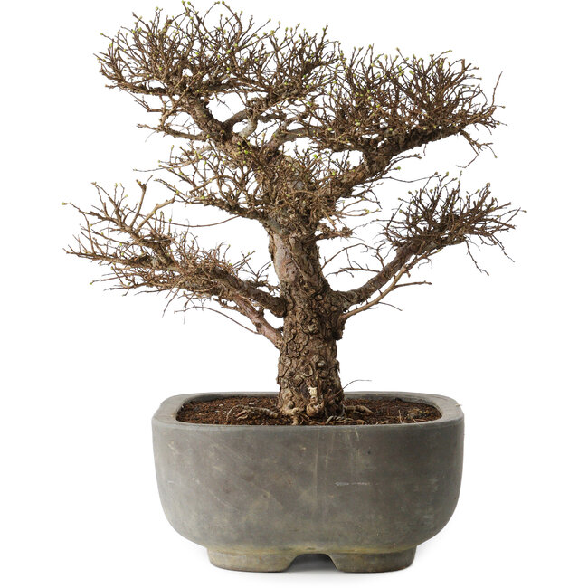 Ulmus parvifolia, 32 cm, ± 20 Jahre alt, in einem handgefertigten japanischen Topf, mit einem Nebari von 7 cm, in einem handgefertigten japanischen Topf