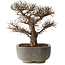 Ulmus parvifolia, 32 cm, ± 20 años, en maceta japonesa hecha a mano, con un nebari de 7 cm, en maceta japonesa hecha a mano