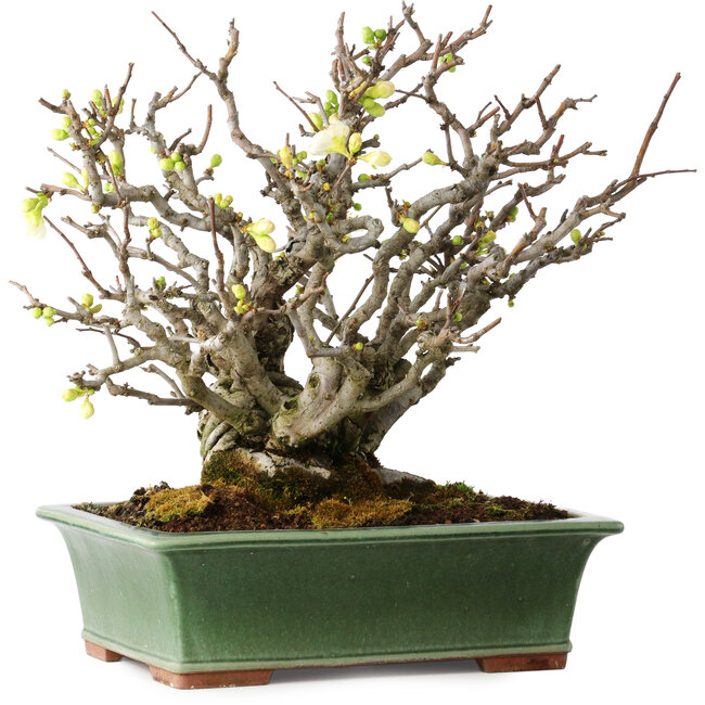 Chaenomeles speciosa Boké, 34 cm, ± 30 anni, con fiori completamente bianchi e un nebari di 11 cm, in un vaso giapponese fatto a mano da Eime Yozan