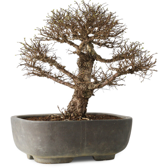 Ulmus parvifolia, 32 cm, ± 20 years old, in a handmade Japanese pot, with a nebari of 7 cm, in a handmade Japanese pot