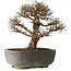 Ulmus parvifolia, 32 cm, ± 20 jaar oud, in handgemaakte Japanse pot, met een nebari van 7 cm, in handgemaakte Japanse pot