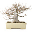 Acer buergerianum, 26 cm, ± 35 jaar oud, met een nebari van 17 cm, in een handgemaakte Japanse pot van Yamafusa