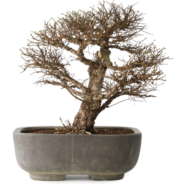 Ulmus parvifolia, 32 cm, ± 20 anni, in un vaso giapponese fatto a mano, con un nebari di 7 cm, in un vaso giapponese fatto a mano