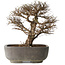 Ulmus parvifolia, 32 cm, ± 20 jaar oud, in handgemaakte Japanse pot, met een nebari van 7 cm, in handgemaakte Japanse pot