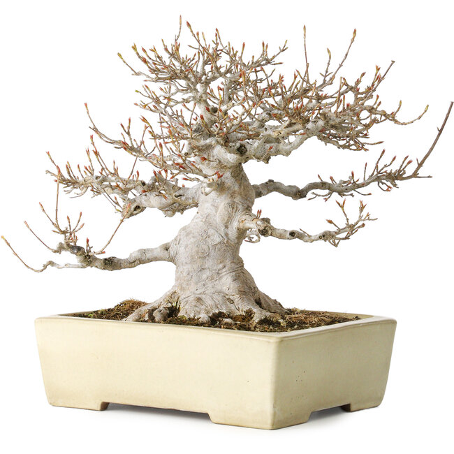 Acer buergerianum, 26 cm, ± 35 jaar oud, met een nebari van 17 cm, in een handgemaakte Japanse pot van Yamafusa