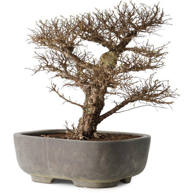 Ulmus parvifolia, 32 cm, ± 20 Jahre alt, in einem handgefertigten japanischen Topf, mit einem Nebari von 7 cm, in einem handgefertigten japanischen Topf