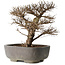 Ulmus parvifolia, 32 cm, ± 20 jaar oud, in handgemaakte Japanse pot, met een nebari van 7 cm, in handgemaakte Japanse pot
