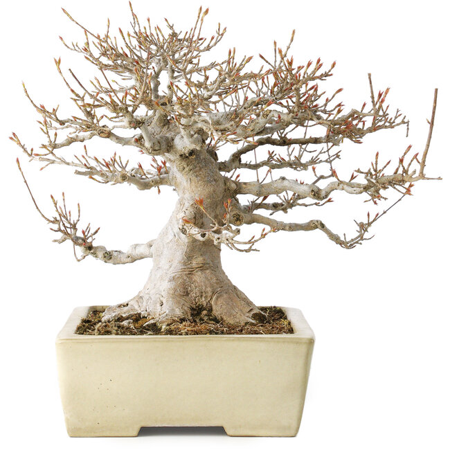 Acer buergerianum, 26 cm, ± 35 anni, con un nebari di 17 cm, in un vaso giapponese fatto a mano da Yamafusa