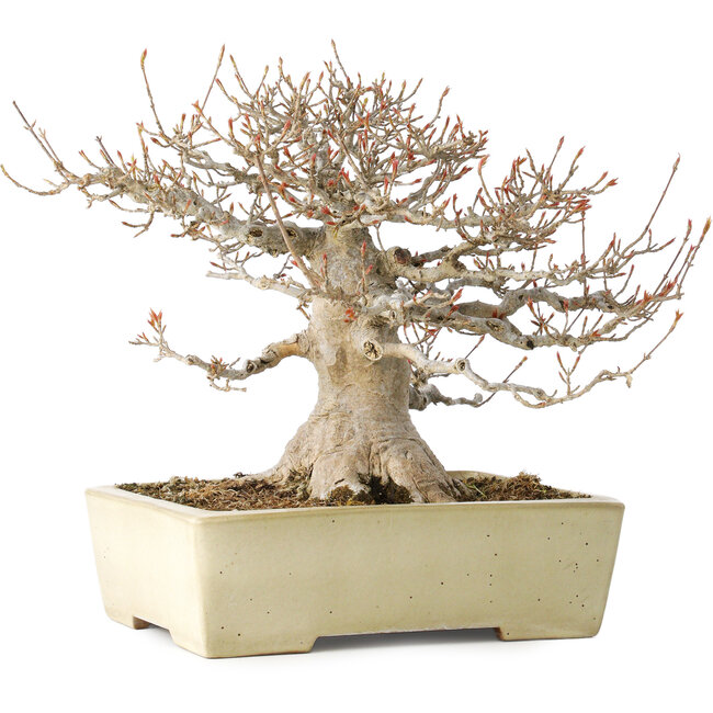 Acer buergerianum, 26 cm, ± 35 ans, avec un nebari de 17 cm, dans un pot japonais fait main par Yamafusa