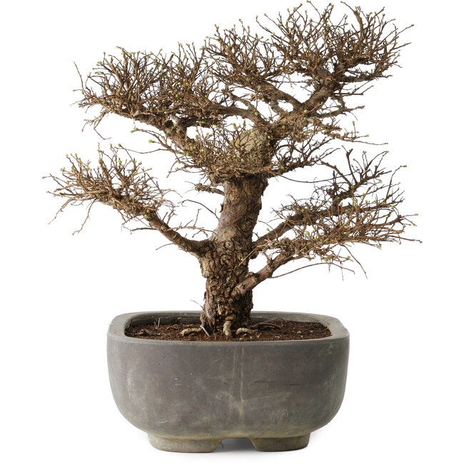 Ulmus parvifolia, 32 cm, ± 20 Jahre alt, in einem handgefertigten japanischen Topf, mit einem Nebari von 7 cm, in einem handgefertigten japanischen Topf