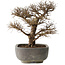 Ulmus parvifolia, 32 cm, ± 20 jaar oud, in handgemaakte Japanse pot, met een nebari van 7 cm, in handgemaakte Japanse pot